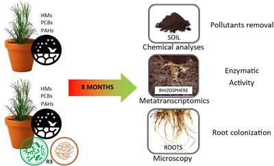 Biotechnological Combination for Co-contaminated Soil Remediation: Focus on Tripartite “Meta-Enzymatic” Activity